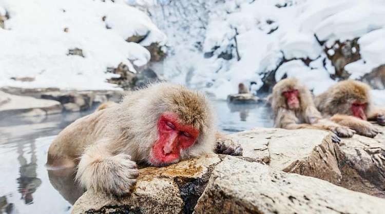 Snow Monkey Park